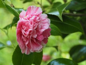Camellia japonica ‘Italian Vera’