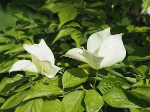 Cornus x rutgersensis ‘Celestial’