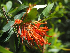 Embothrium