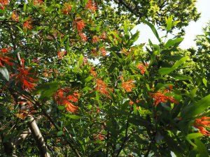 Embothrium