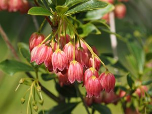 Enkianthus campanulatus ‘Showy Lantern’