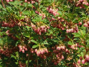 Enkianthus campanulatus ‘Showy Lantern’