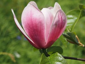 Magnolia ‘Rose Marie’