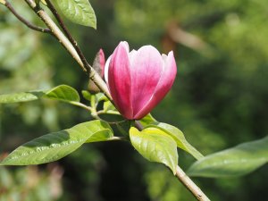 Magnolia ‘Rose Marie’