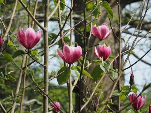 Magnolia ‘Rose Marie’