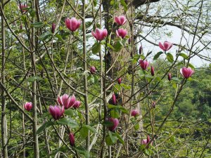 Magnolia ‘Rose Marie’