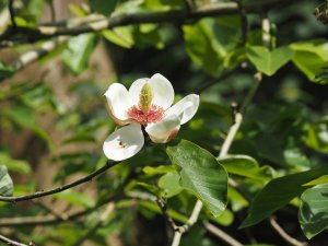 Magnolia x wieseneri