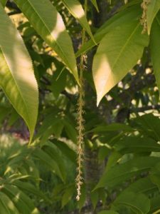 Pterocarya macroptera var. insignis