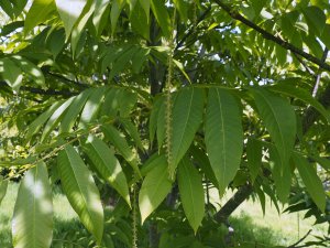 Pterocarya macroptera var. insignis
