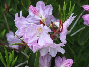 Rhododendron fortunei ssp. fortunei