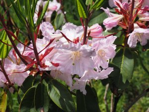 Rhododendron fortunei ssp. fortunei