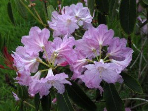 Rhododendron fortunei ssp. fortunei
