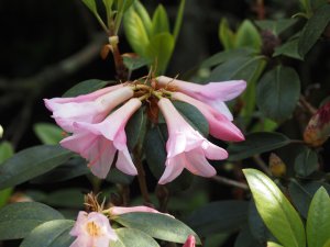 Rhododendron ‘Royal Flush’ – pink