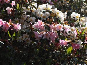 Rhododendron ‘Royal Flush’ – pink & yellow