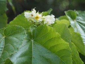 Entelea arborescens