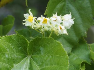 Entelea arborescens