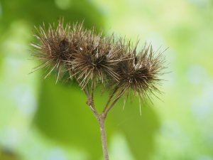 Entelea arborescens