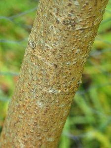 Entelea arborescens