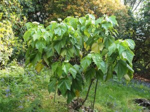 Entelea arborescens