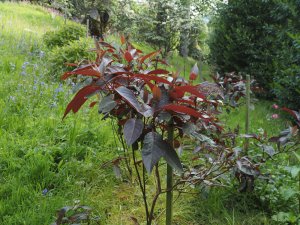 Hydrangea aspera ‘Hot Chocolate’