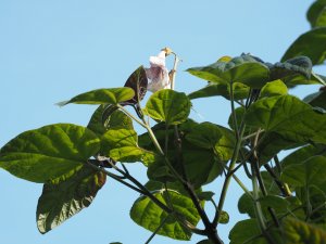 Paulownia taiwaniana (BSWJ 7134)