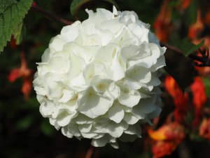 Viburnum plicatum