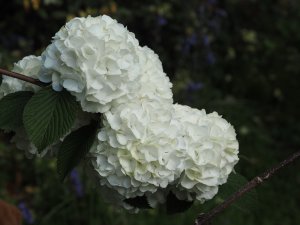 Viburnum plicatum