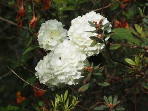 Viburnum plicatum