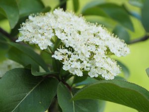 Viburnum prunifolium