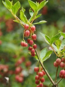 Enkianthus cernuus rubens