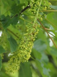 sycamore