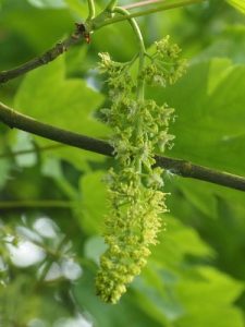 sycamore