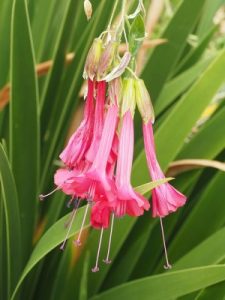 Cantua buxifolia