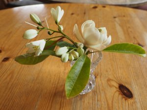 Magnolia sieboldii x M. insignis and Parastyrax species nova