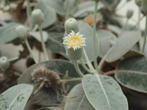 Need to find name for this