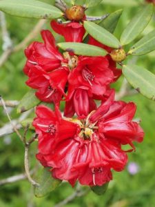 Rhododendron neriiflorum
