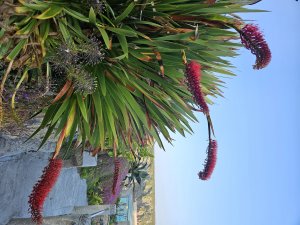 Xeronema callistemon