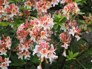 Azalea ‘Jock Brydon’