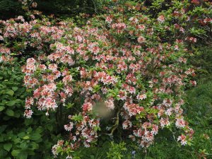 Azalea ‘Jock Brydon’