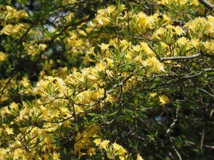 Azalea ‘Narcissiflorum’