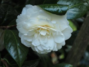 Camellia japonica ‘Golden Anniversary’
