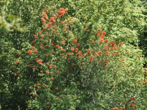 Embothrium above HQ Path