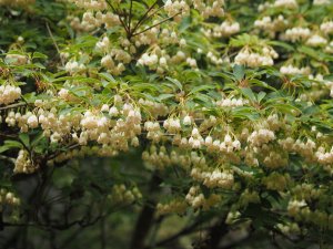 Enkianthus campanulatus f. albiflorus