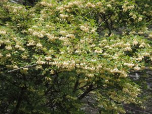 Enkianthus campanulatus f. albiflorus