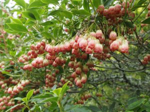 Enkianthus campanulatus ‘Vesta’