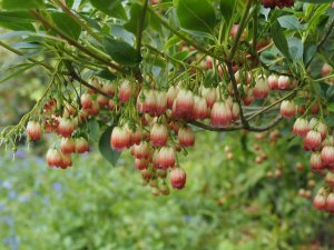 Enkianthus campanulatus ‘Vesta’