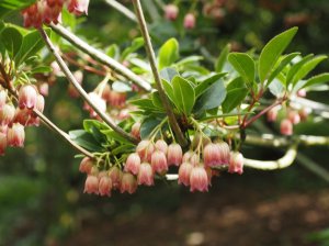 Enkianthus campanulatus ‘Victoria’
