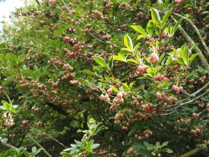 Enkianthus campanulatus ‘Victoria’