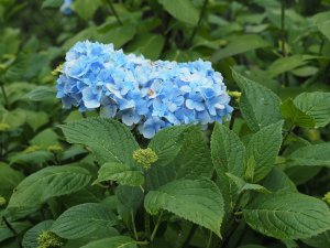 Hydrangea ‘Joseph Banks’