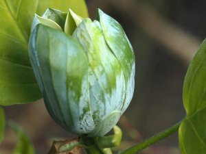 Magnolia acuminata ‘Blue Opal’